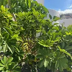 Malibu Park Lejlighedshotel Costa Adeje (Tenerife)